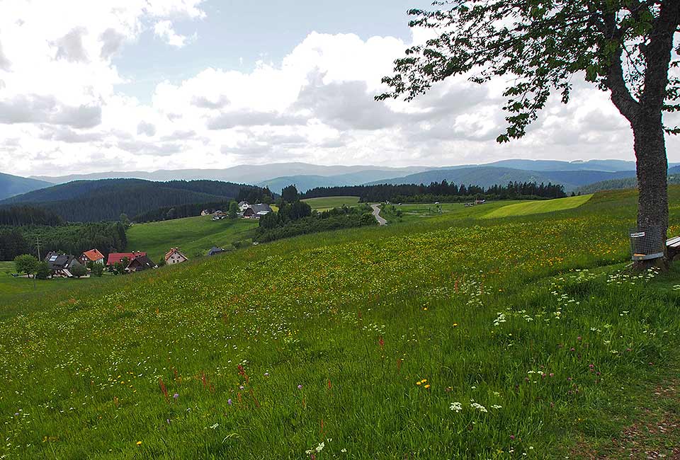 Aussicht vom Höhenweg