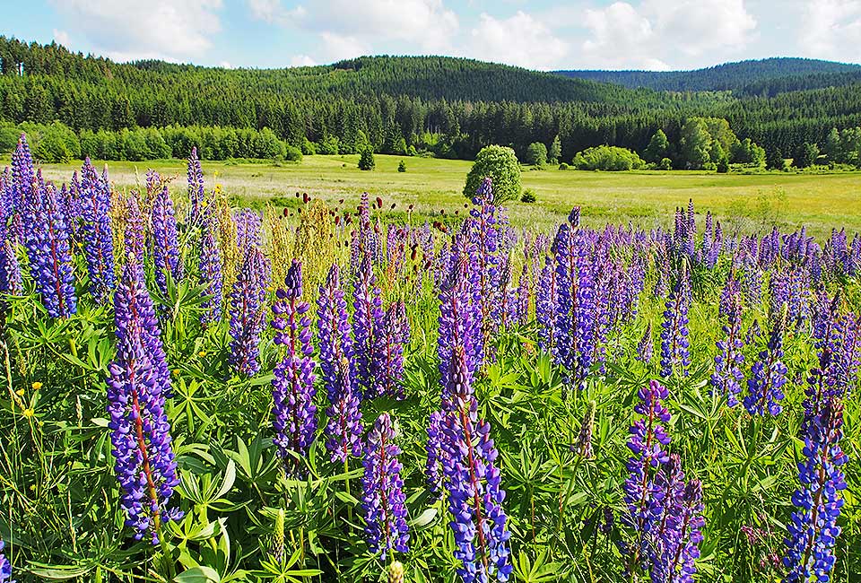 Lupinen am Wegrand