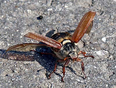 Drachenflieger bei der Landung