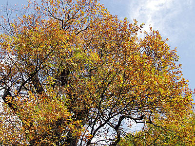 Farbenfrohe Herbstbäume
