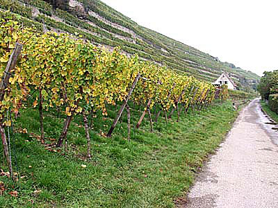 Lauffen am Neckar, Steile Rebhänge