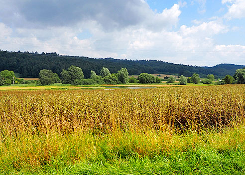 Aussichtstour am Bodensee