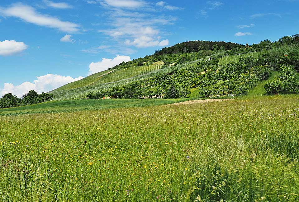 Der Brenztalradweg führt von Königsbronn bis zur Donau