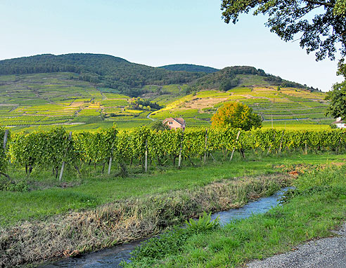 Radrunde Elsass um Colmar, Bergheim, Ribeauville, Riquewihr, Kaysersberg