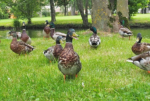 Die Herren des Schlossteichs