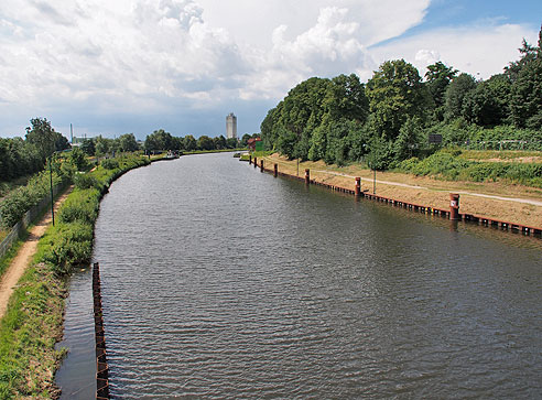 Rehkitz versteckt sich im Wald