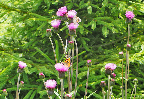 Von der Elbequelle bis Hostinne