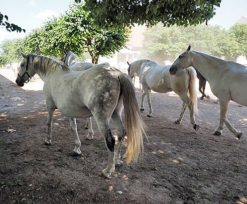 Von Hradek Kralowe nach Kolin