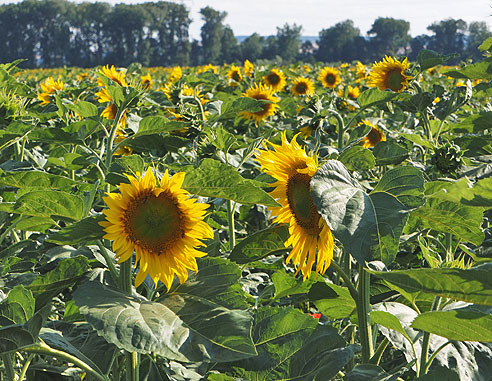 Von Hradek Kralowe nach Kolin