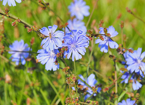 Von Hradek Kralowe nach Kolin