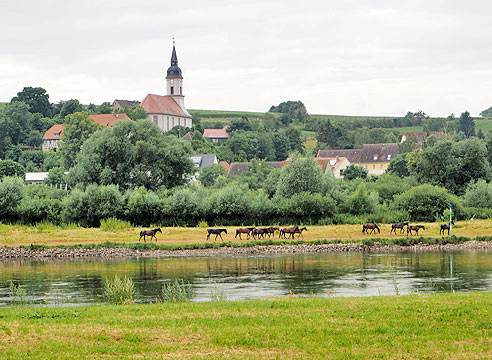 Etappe Elberadweg von Dreden nach Torgau