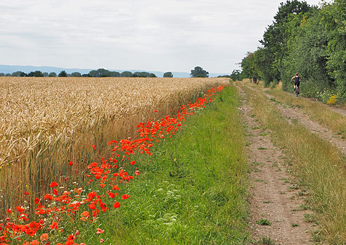 Etappe Wittenberg bis Bernburg an der Saale