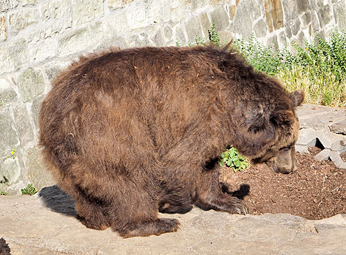 Etappe Wittenberg bis Bernburg an der Saale