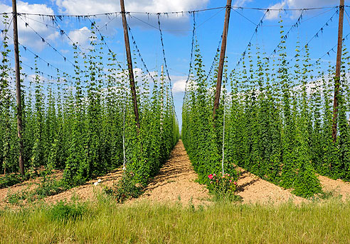 Hopfenfelder am Radweg