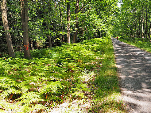 Schöner Wald mit Farnen