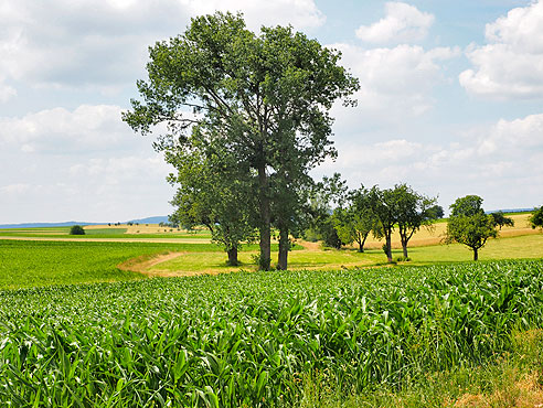 Liebliche Landschaft mit kleinen Hügeln