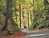 Paminaradweg durch das Dahner Felsenland zum Rhein