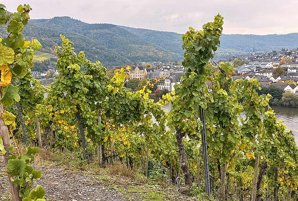 Moselhöhenradweg Bernkastel Ürzig Moselhöhenradweg Bernkastel Ürzig