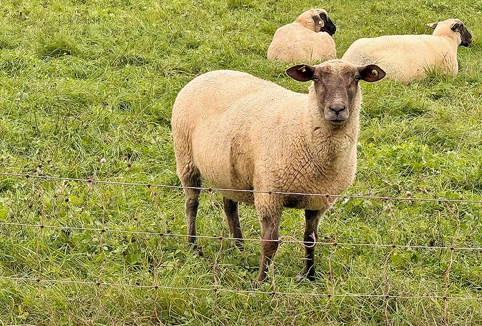 Rundtour Mülheim zum Wallfahrtsort Klausen