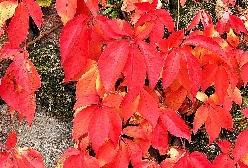 Rundtour Mülheim zum Wallfahrtsort Klausen