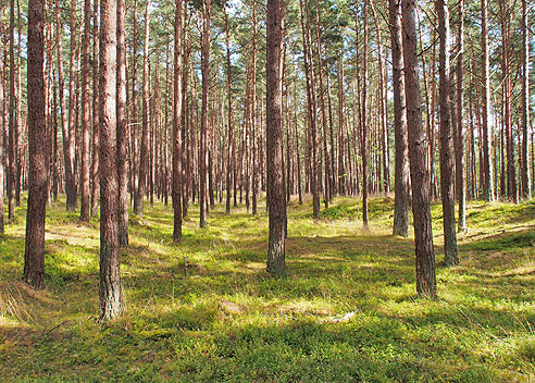 Wald in der Darßer Heide