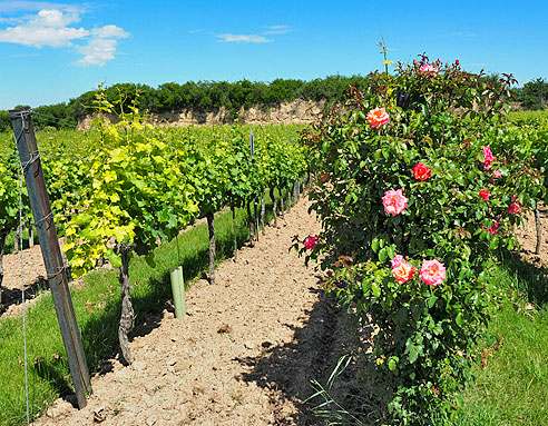 Rundtour von Landau  über St. Martin