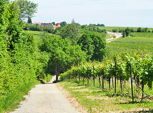 Rundtour von Landau  über St. Martin