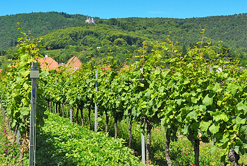 Rundtour von Landau  über St. Martin