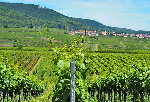 Rundtour von Landau  über St. Martin