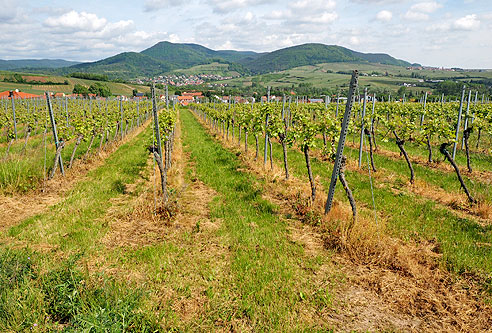 Rundtour auf die Berge um den Trifels, zurück im Queichtal