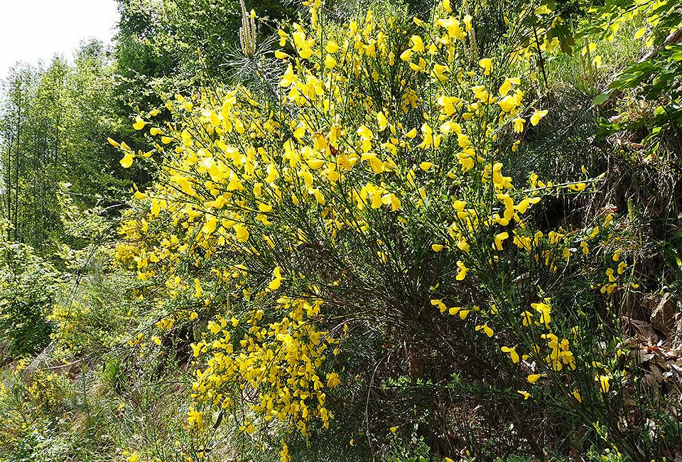 Ginster am Wegesrand