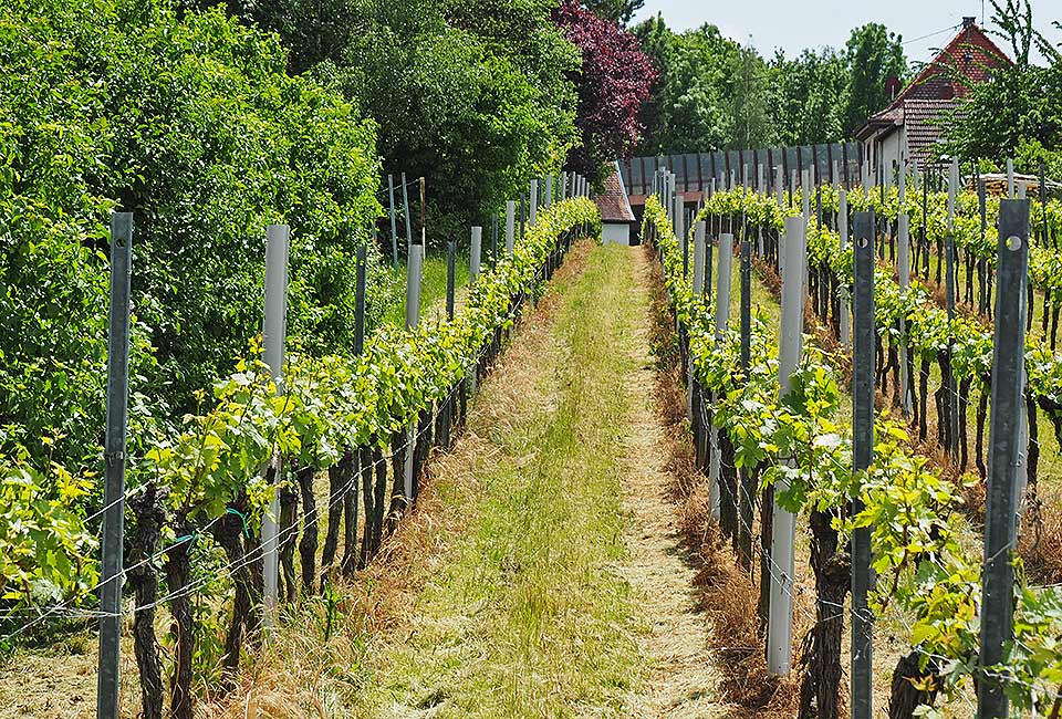 Der Radweg führt an Weinlagen vorbei