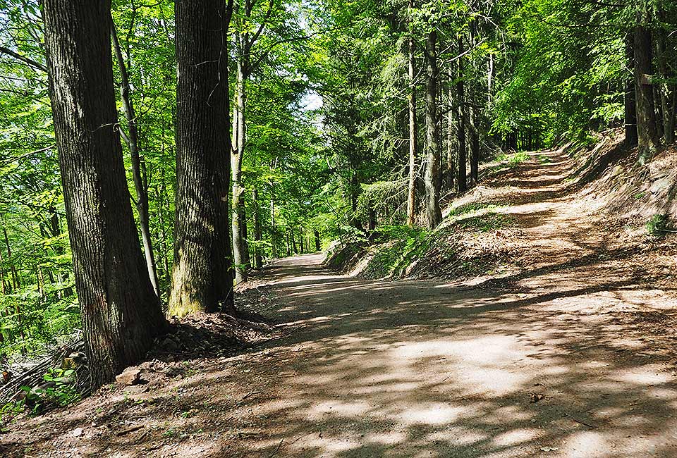 Der Radweg führt in den Wald