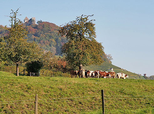 Viehweide mit Sicht auf Hohenklingen