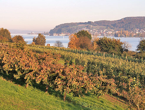 Blick in Richtung Bodensee