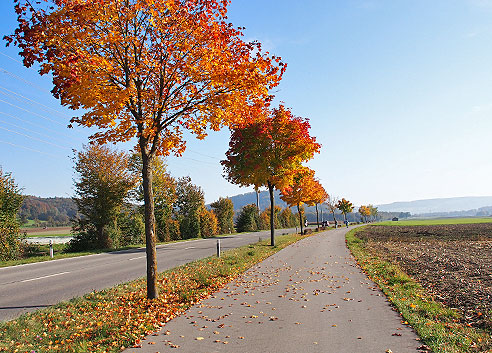 Nach Ramsen führt der Radweg in Richtung Rhein