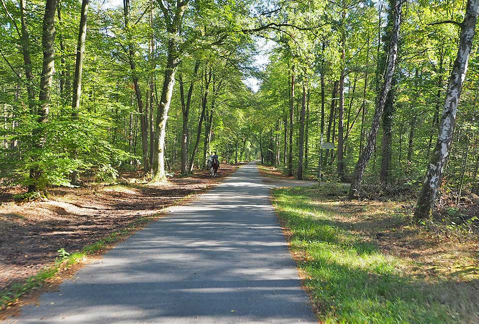 Radweg durch den Rheinwald