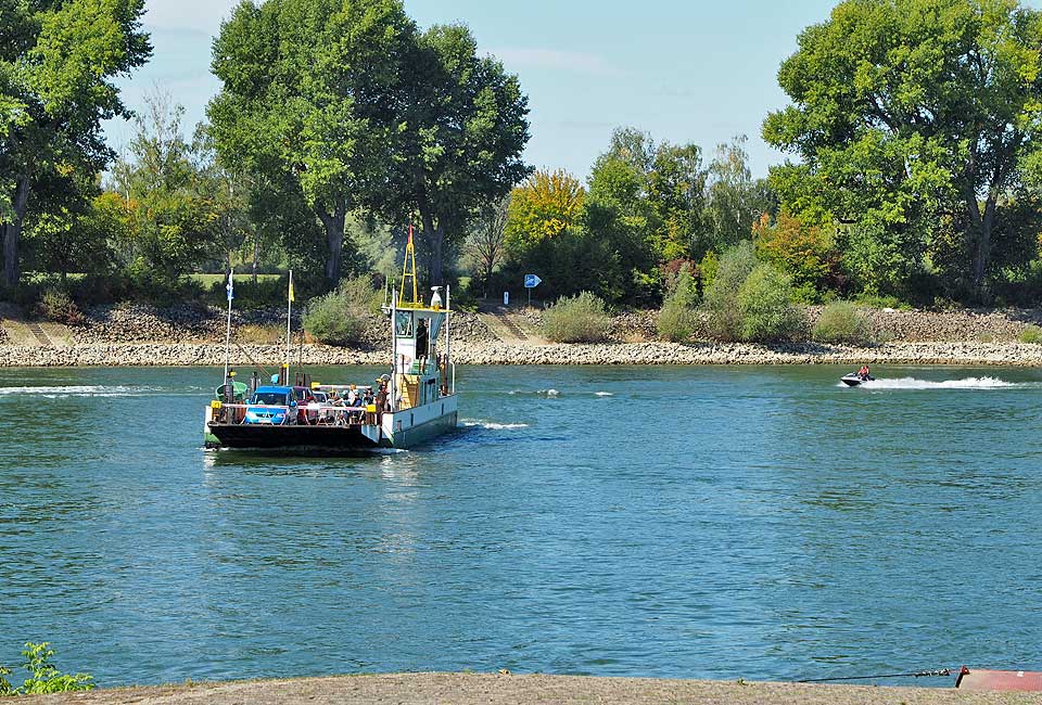 Mit der Rheinfähre auf die Kollerinsel