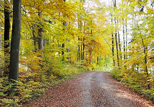 Runde Weil der Stadt, Moldenhof, Ostelsheim, D&auml;tzingen und zurück