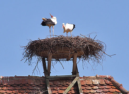 Störche beim Affenberg