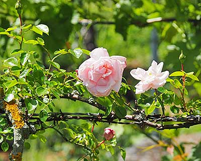 Rosen als Glücksbringer in den Weinbergen