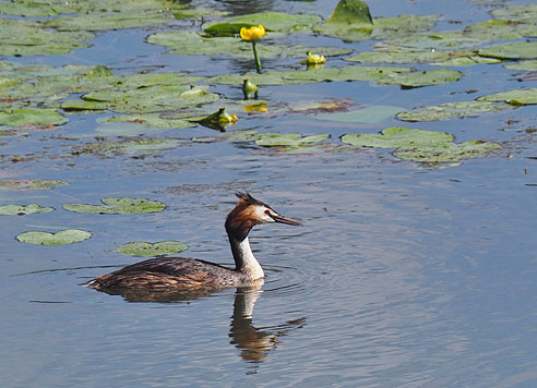 Entlang der Donau von  Donauwörth nach Ulm