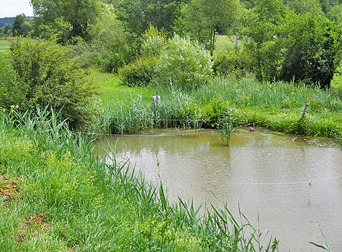 Karpfenradweg durch Franken