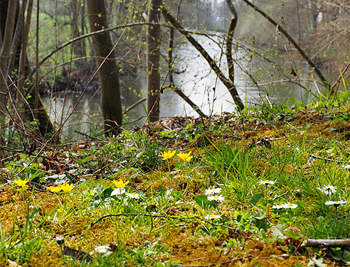 Frühlingsboten an der Enz
