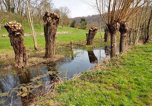 Alte Weidenbestände an Altarmen der Enz