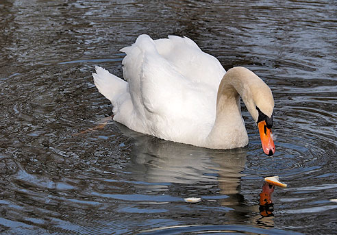 Schwäne, die Könige des Wassers