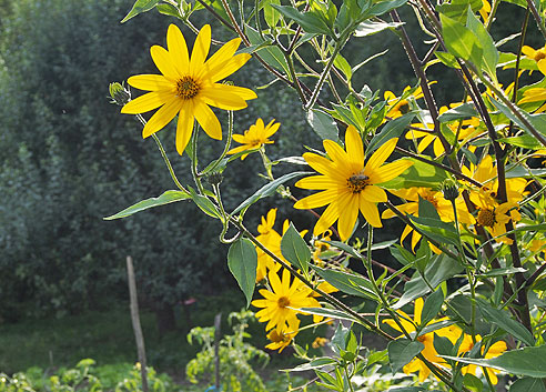 Tobinamburblüten im Taubertal - das gibt einen guten Schnaps