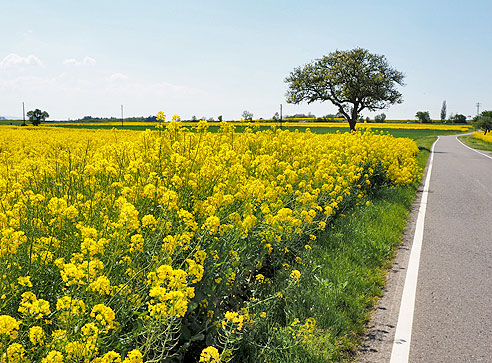 Von Weil der Stadt nach Bruchsal