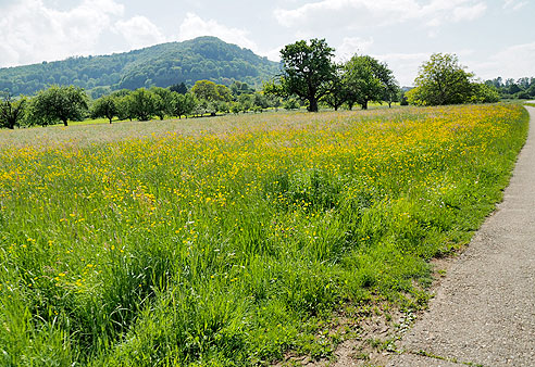 Am Albrand entlang nach Kohlberg