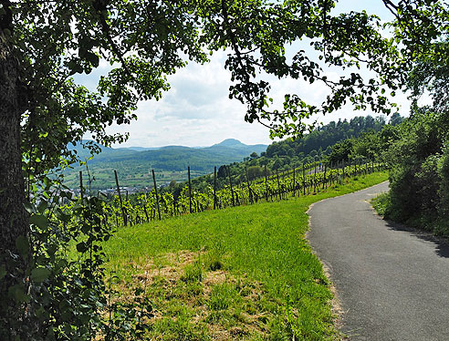 Weinberg oberhalb von Metzingen